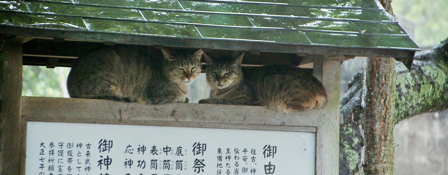 THE CATS OF GOKOGU SHRINE THE CATS OF GOKOGU SHRINE